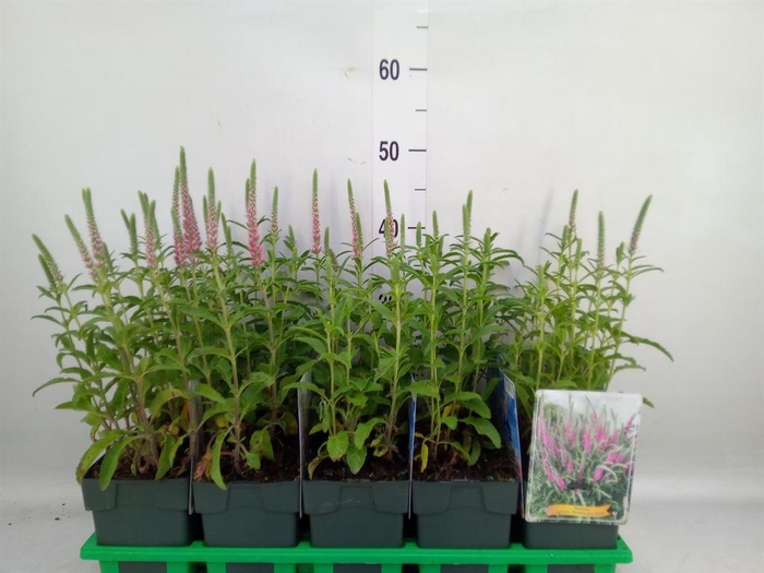 <h4>Veronica spicata 'Anniversary Rose'</h4>