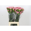 Dianthus St Lege Pink