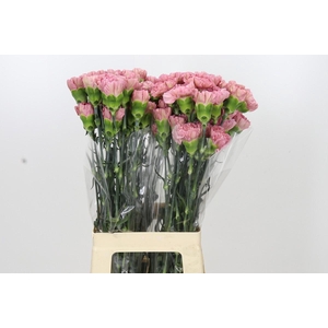 Dianthus St Lege Pink