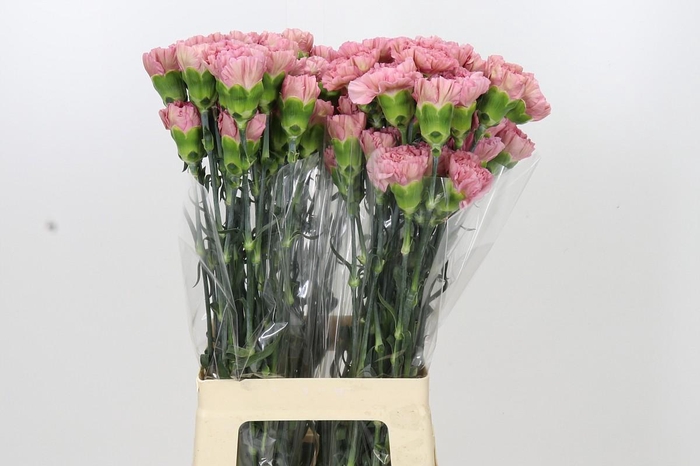 <h4>Dianthus St Lege Pink</h4>