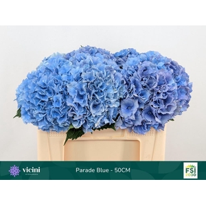 HYDR M ROYAL PARADE