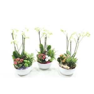 0506 Kolibri Bolschaal