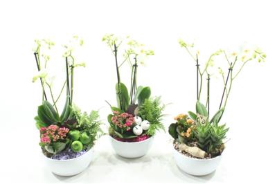 0506 Kolibri Bolschaal