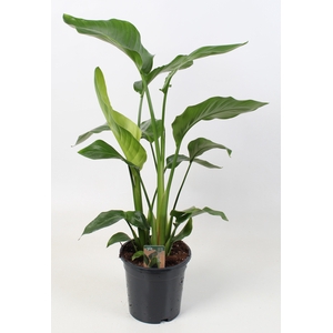 Strelitzia nicolai 17 cm 3 pp