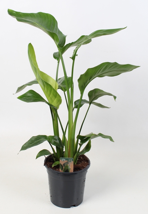 <h4>Strelitzia nicolai 17 cm 3 pp</h4>