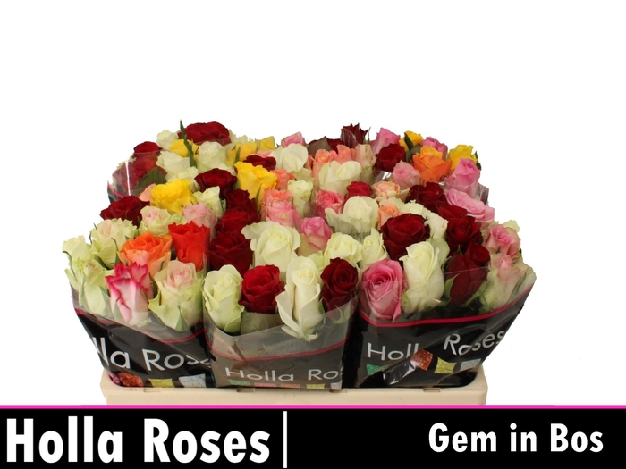 <h4>R GR GEM IN BOS</h4>