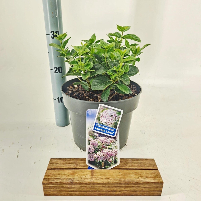<h4>Viburnum tinus</h4>