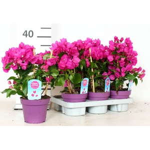 BOUGAINV VERA D P IM