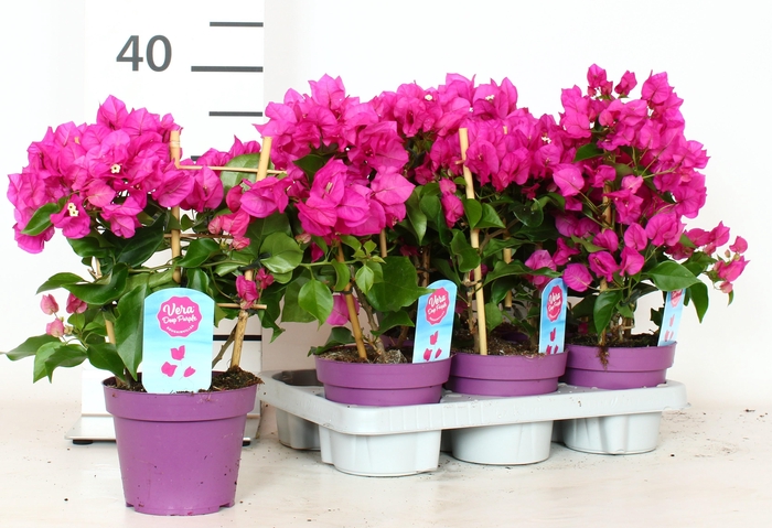 <h4>BOUGAINV VERA D P IM</h4>