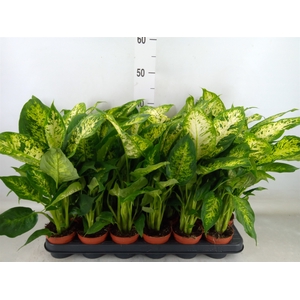 Dieffenbachia  'Compacta'