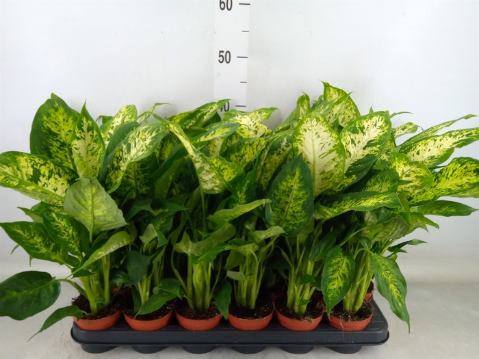 <h4>Dieffenbachia  'Compacta'</h4>