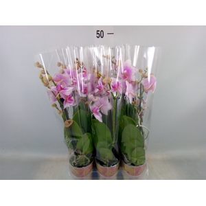 Phalaenopsis  'Ant Rotterdam'