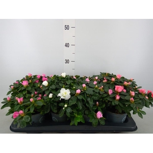 Rhododendron sim. 'Hellmut V' .mix