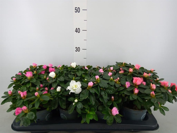 <h4>Rhododendron sim. 'Hellmut V' .mix</h4>