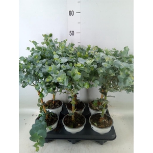 Eucalyptus cinerea