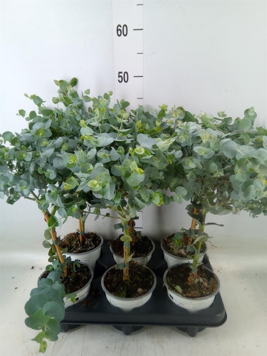 <h4>Eucalyptus cinerea</h4>