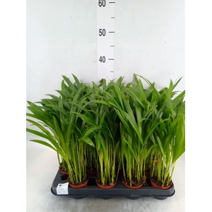 Dypsis lutescens   ...Chrysalidoca