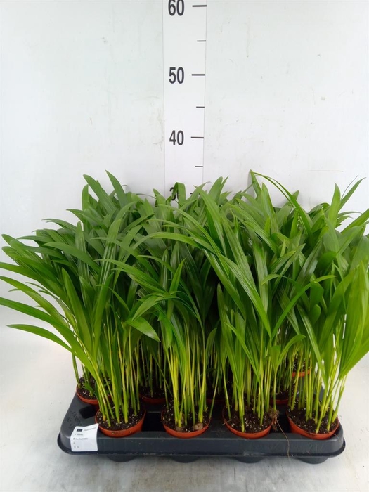 <h4>Dypsis lutescens   ...Chrysalidoca</h4>