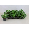 Pilea Peperomioides