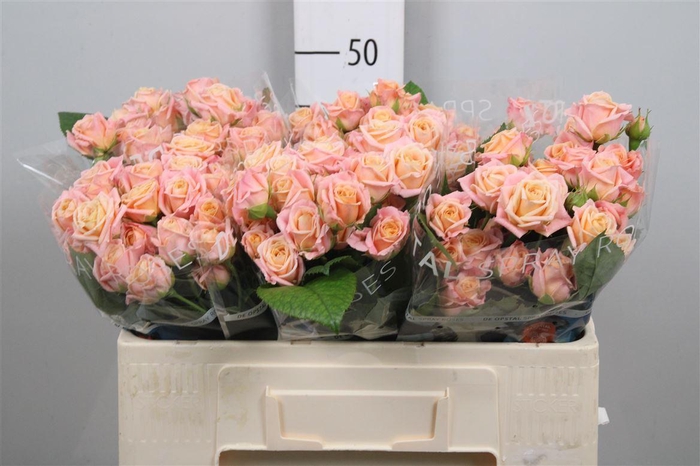 <h4>R Tr Peach Yo-yo</h4>