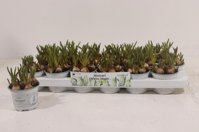 <h4>MUSCAR WHITE MAGIC</h4>