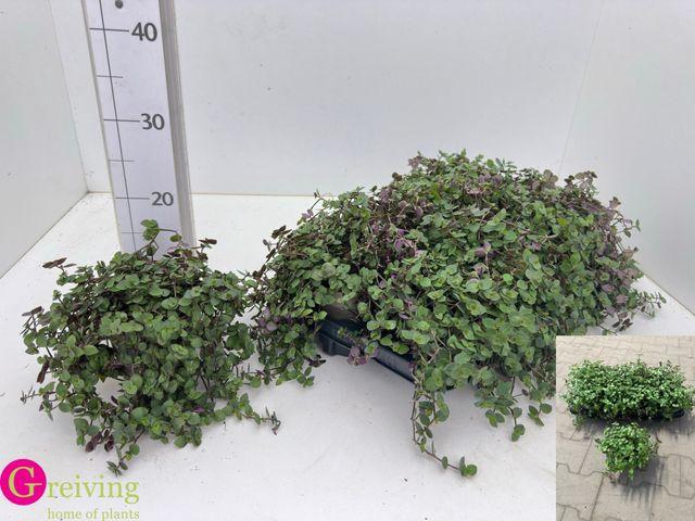 <h4>CALLISIA TURTLE P12</h4>