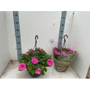 PET HOT PINK SURFINI
