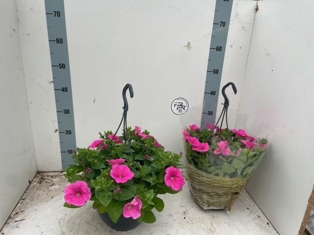 <h4>PET HOT PINK SURFINI</h4>