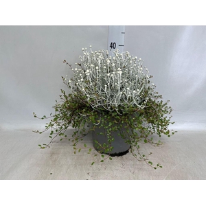Leucophyta brownii
