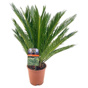 Cycas revoluta