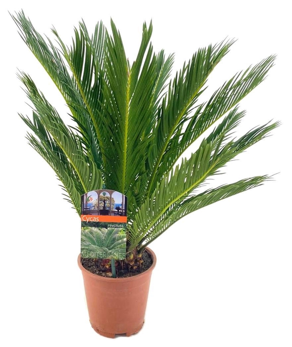 <h4>Cycas revoluta</h4>