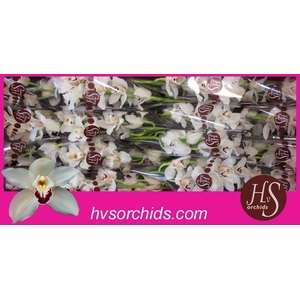 CYMB T DANNY GREEN 50 CM