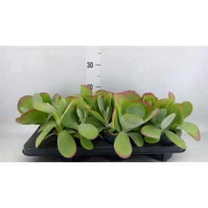 Kalanchoe NF thyrsiflora