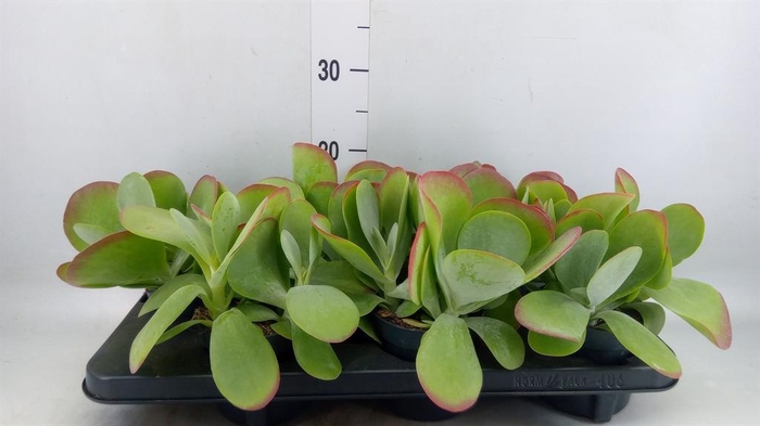 <h4>Kalanchoe NF thyrsiflora</h4>