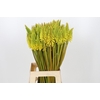 Kniphofia Eycone Yellow