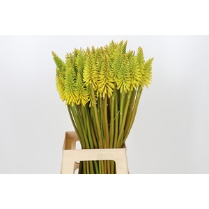 Kniphofia Eycone Yellow