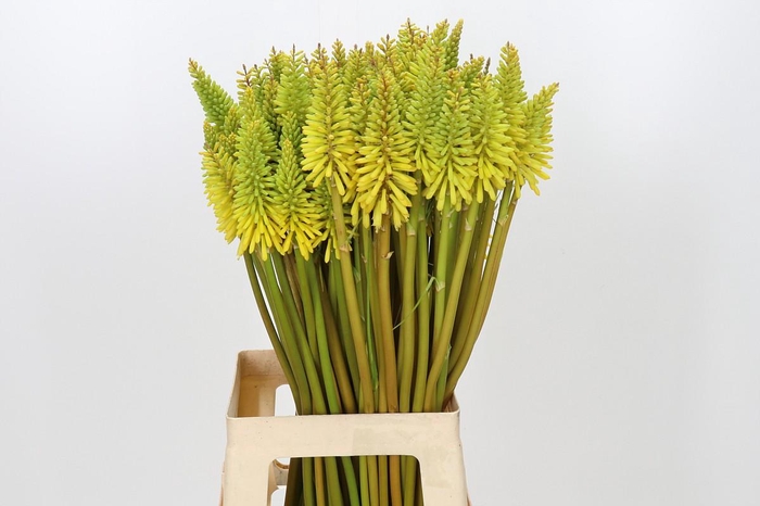 Kniphofia Eycone Yellow
