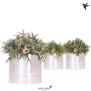 Kolibri Greens Rhipsalis mix in Disco pot