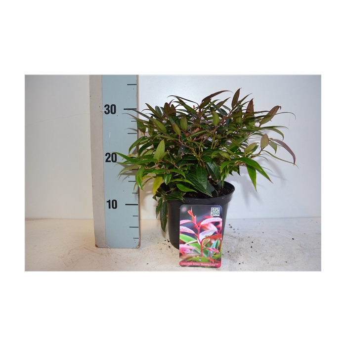 <h4>Leucothoe keiskei Burning Love</h4>