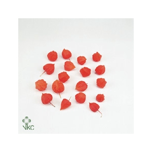 PHYSALIS LAMPION KISTE ANGEBOT