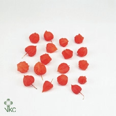 <h4>PHYSALIS LAMPION KISTE ANGEBOT</h4>