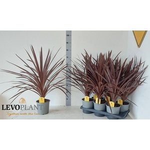 Cordyline austr. 'Red Star'