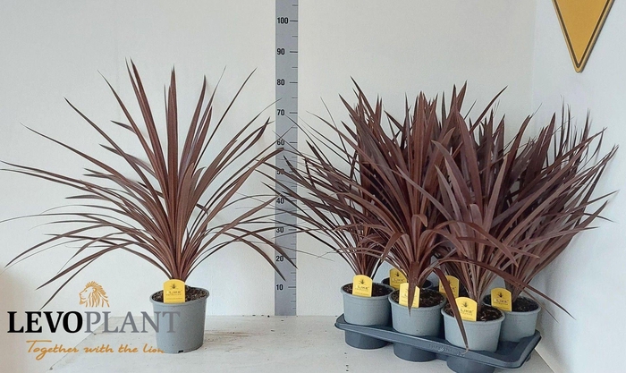 <h4>Cordyline austr. 'Red Star'</h4>