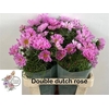 COSMOS BIPINNATUS ROZE