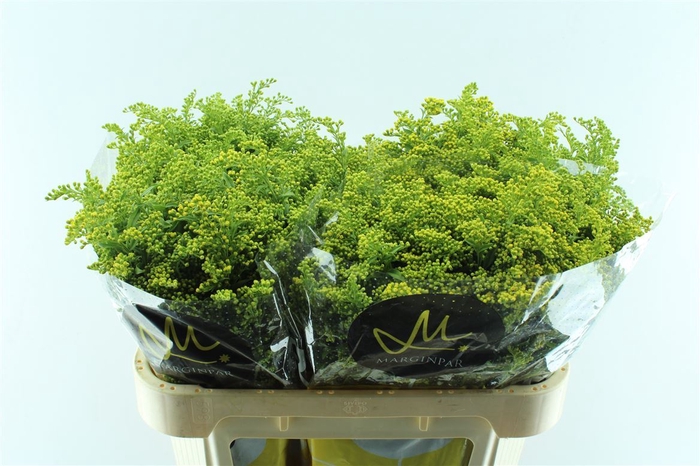 <h4>Solidago Carzan Glory</h4>