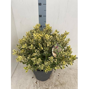 HEBE AND VARIEGATA