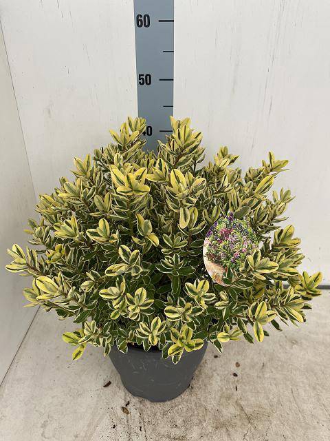 <h4>HEBE AND VARIEGATA</h4>