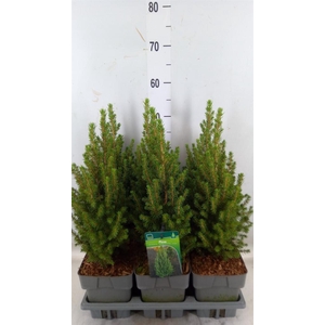 Picea glauca 'Perfecta'