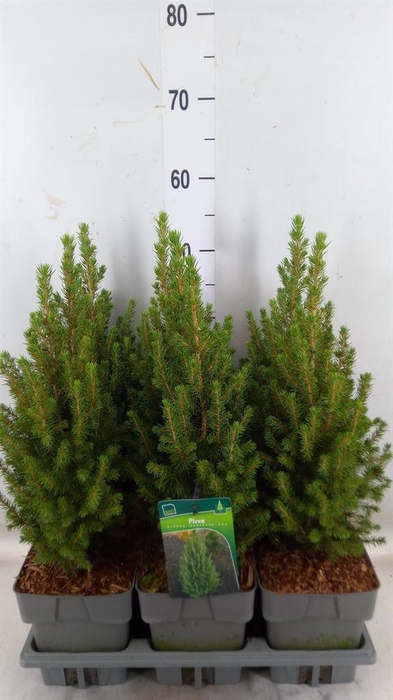<h4>Picea glauca 'Perfecta'</h4>