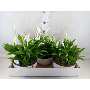 Spathiphyllum  'Pearl Cupido'